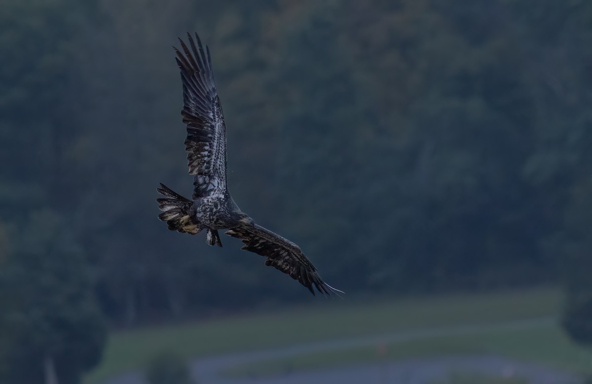 Weißkopf-Seeadler - ML624516555