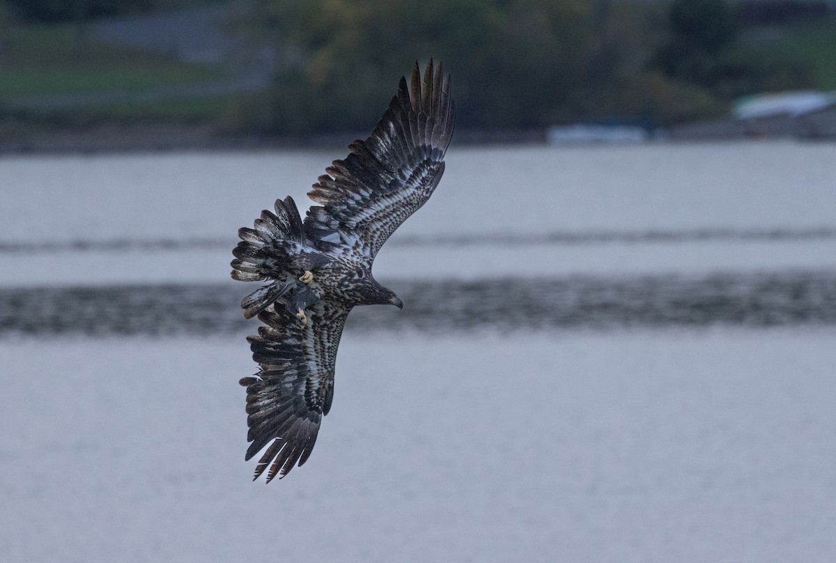 Weißkopf-Seeadler - ML624516556