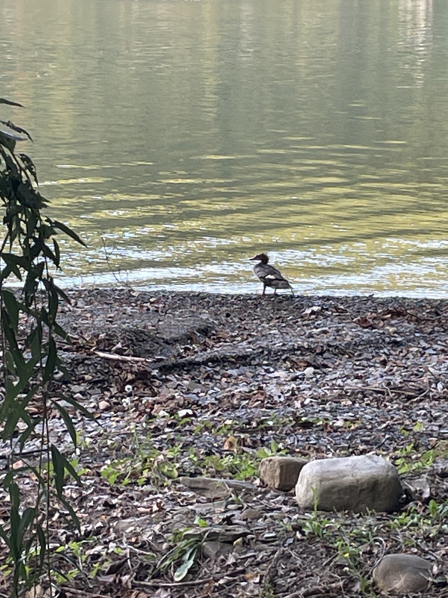 Common Merganser - ML624516571