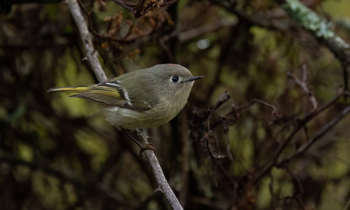 Ruby-crowned Kinglet - ML624516605