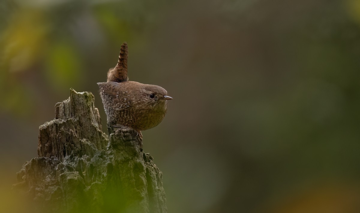 Winter Wren - ML624516613