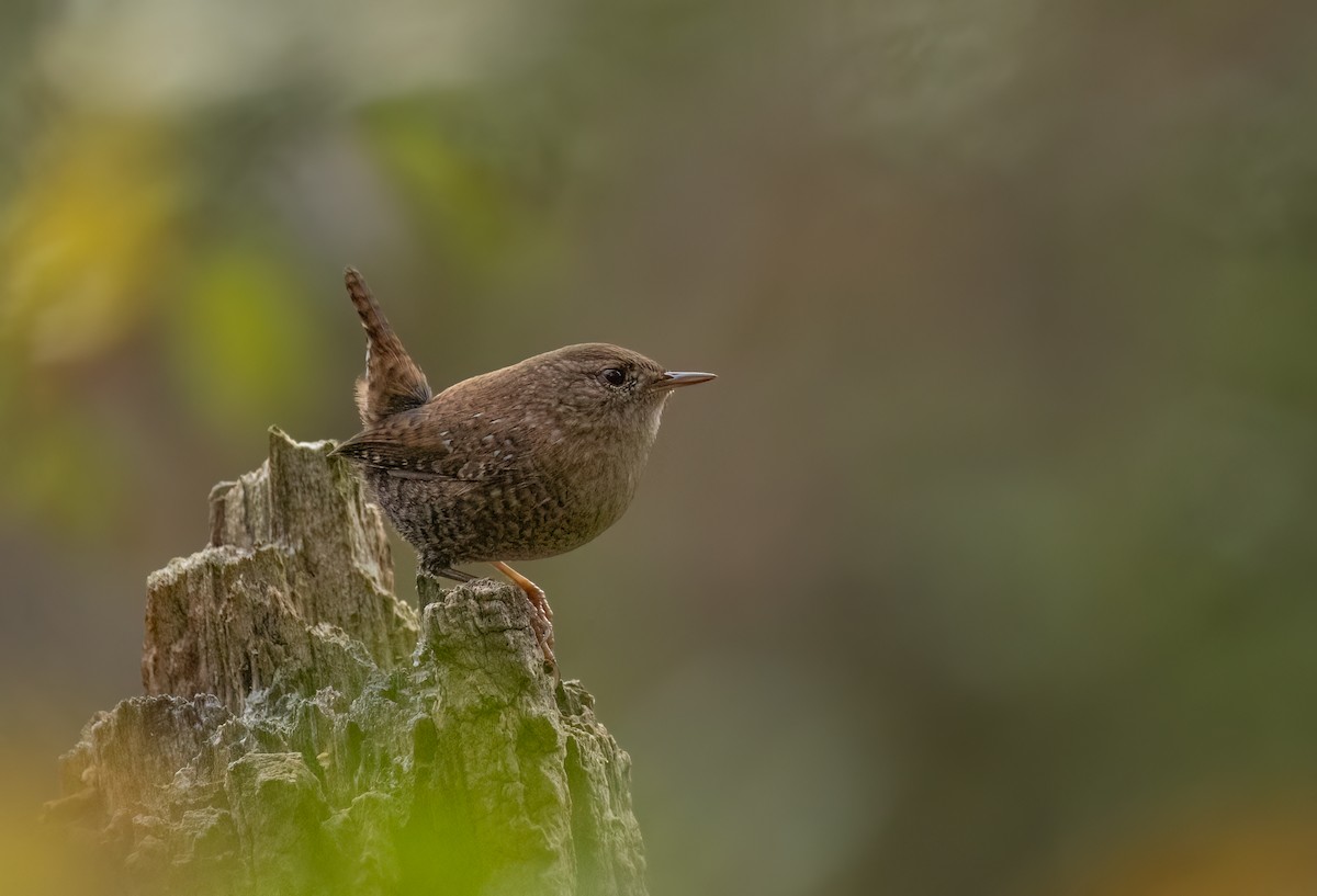 Winter Wren - William Culp