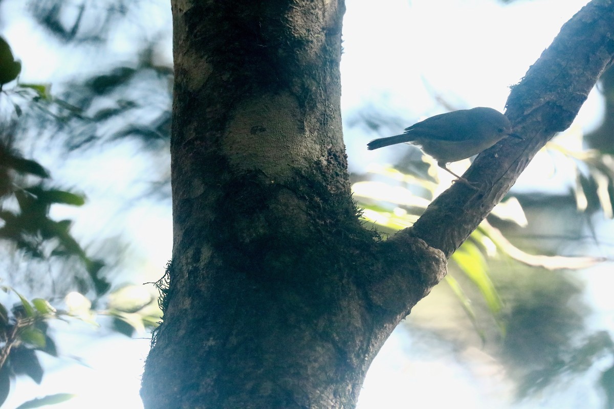 Large-billed Scrubwren - ML624516643