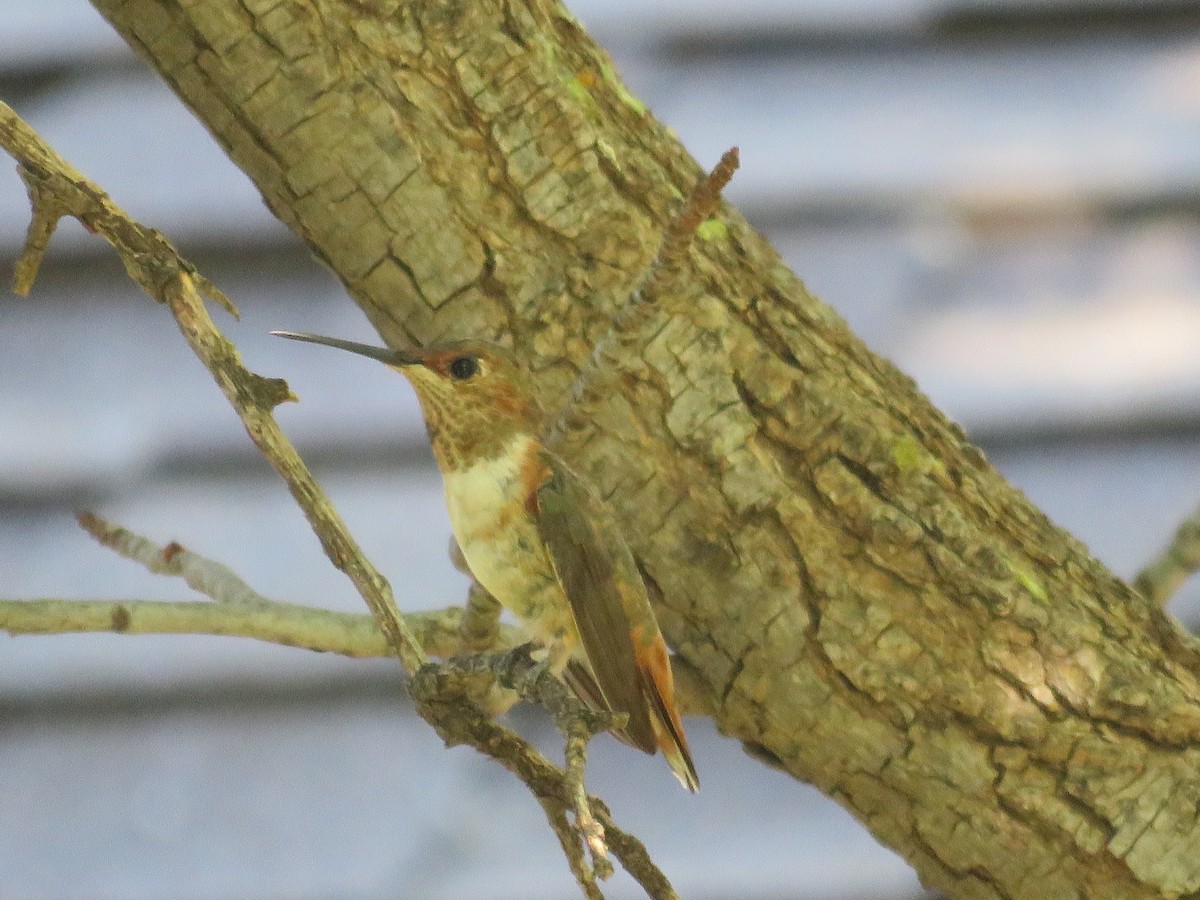 Rufous/Allen's Hummingbird - ML624516715