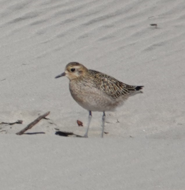 Pacific Golden-Plover - ML624516839