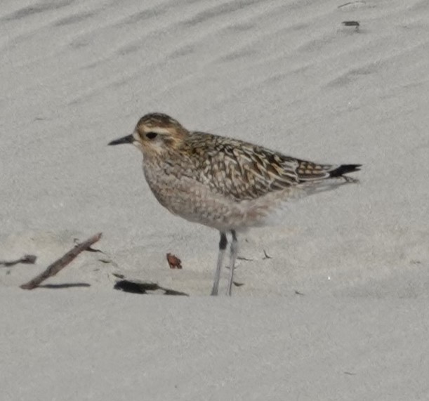 Pacific Golden-Plover - ML624516840