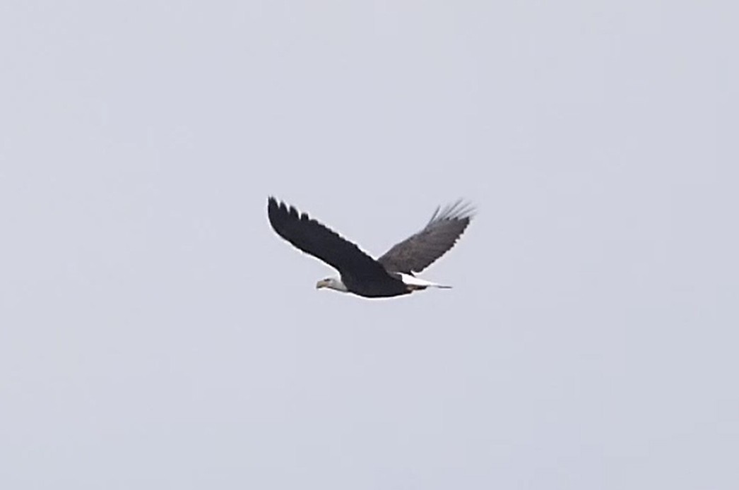 hvithodehavørn - ML624516924
