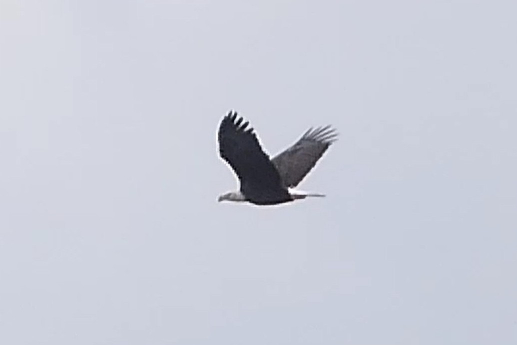 hvithodehavørn - ML624516925