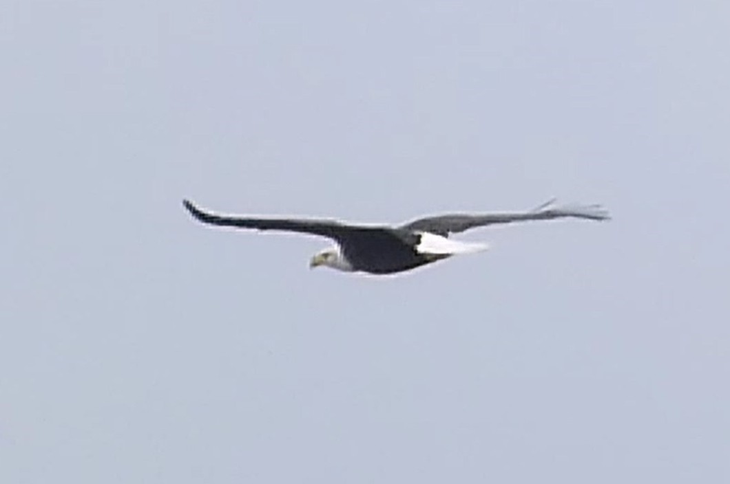 hvithodehavørn - ML624516926