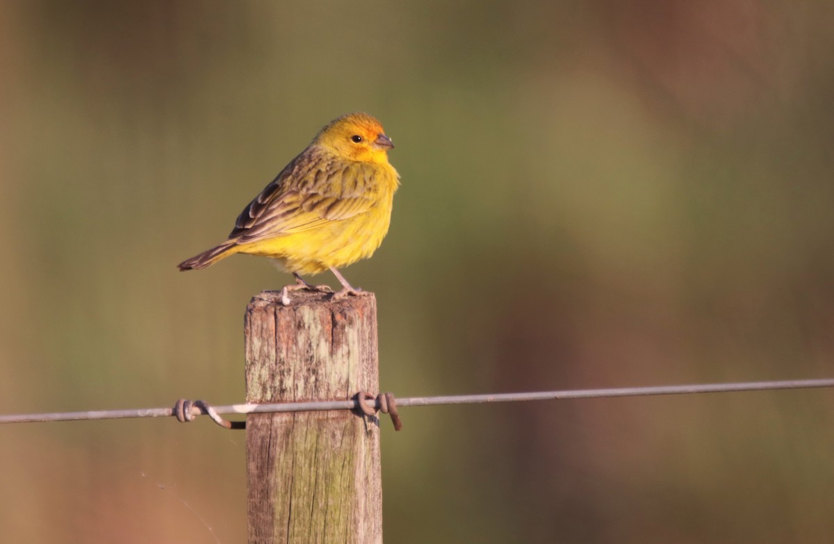 Saffron Finch - ML624517045