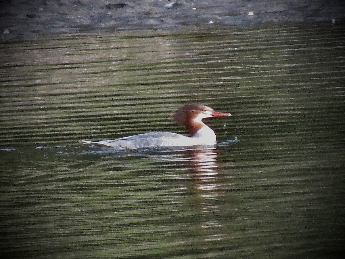 Common Merganser - ML624517052