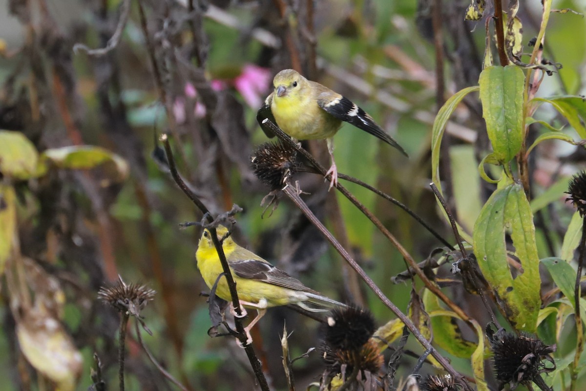 Chardonneret jaune - ML624517222