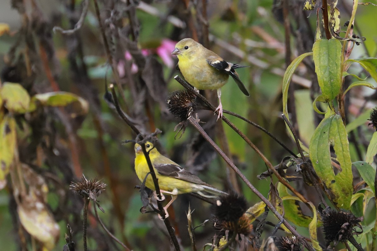 Chardonneret jaune - ML624517223