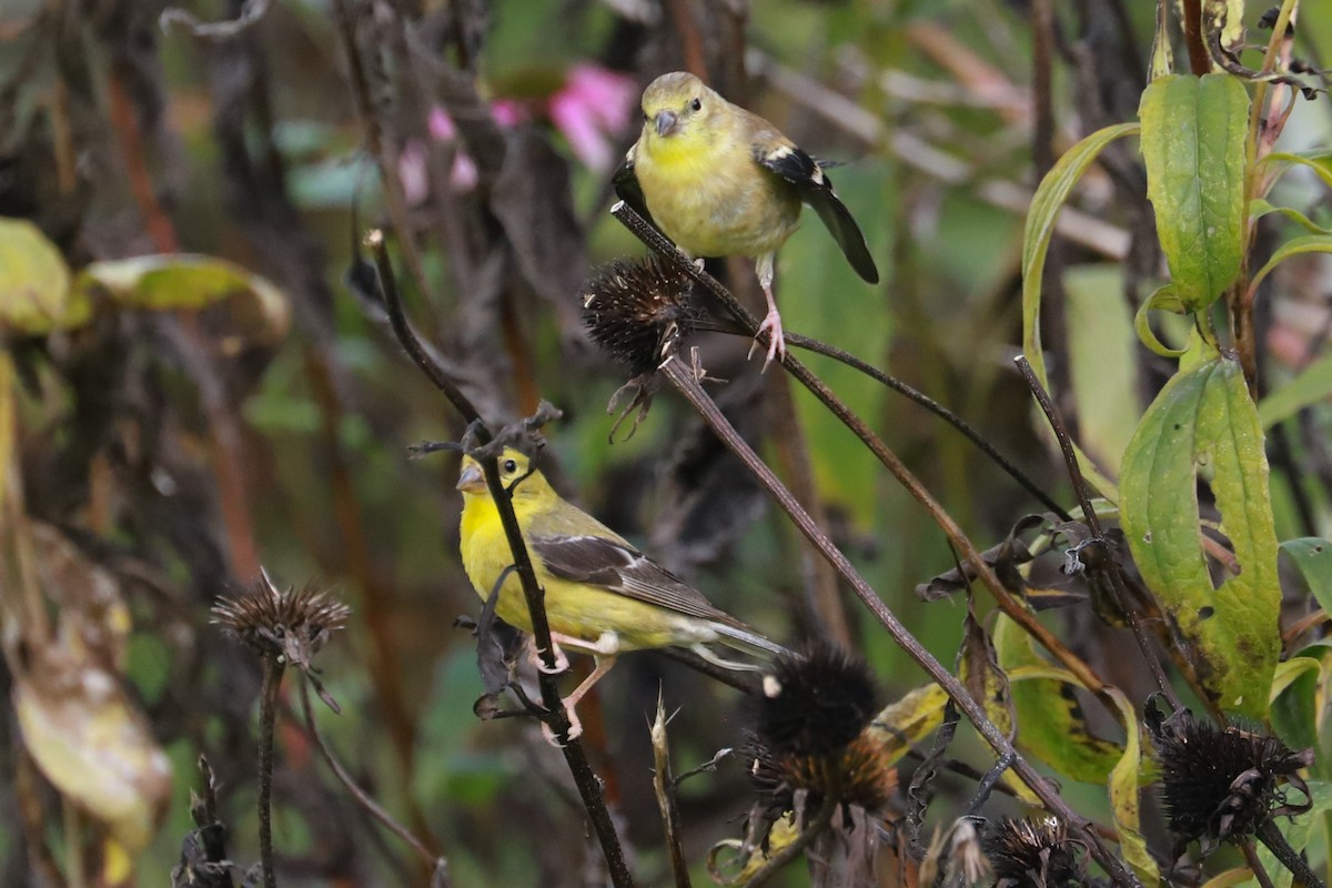 American Goldfinch - ML624517224