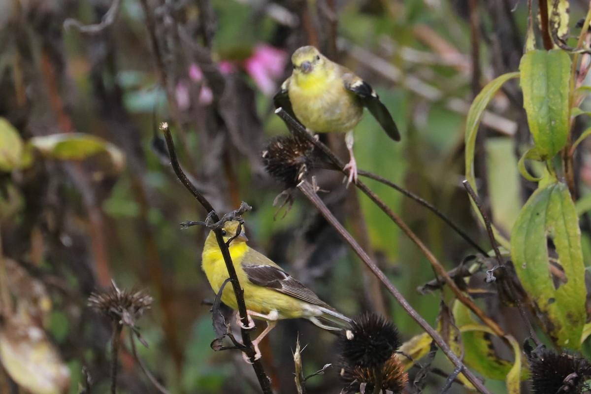 American Goldfinch - ML624517225