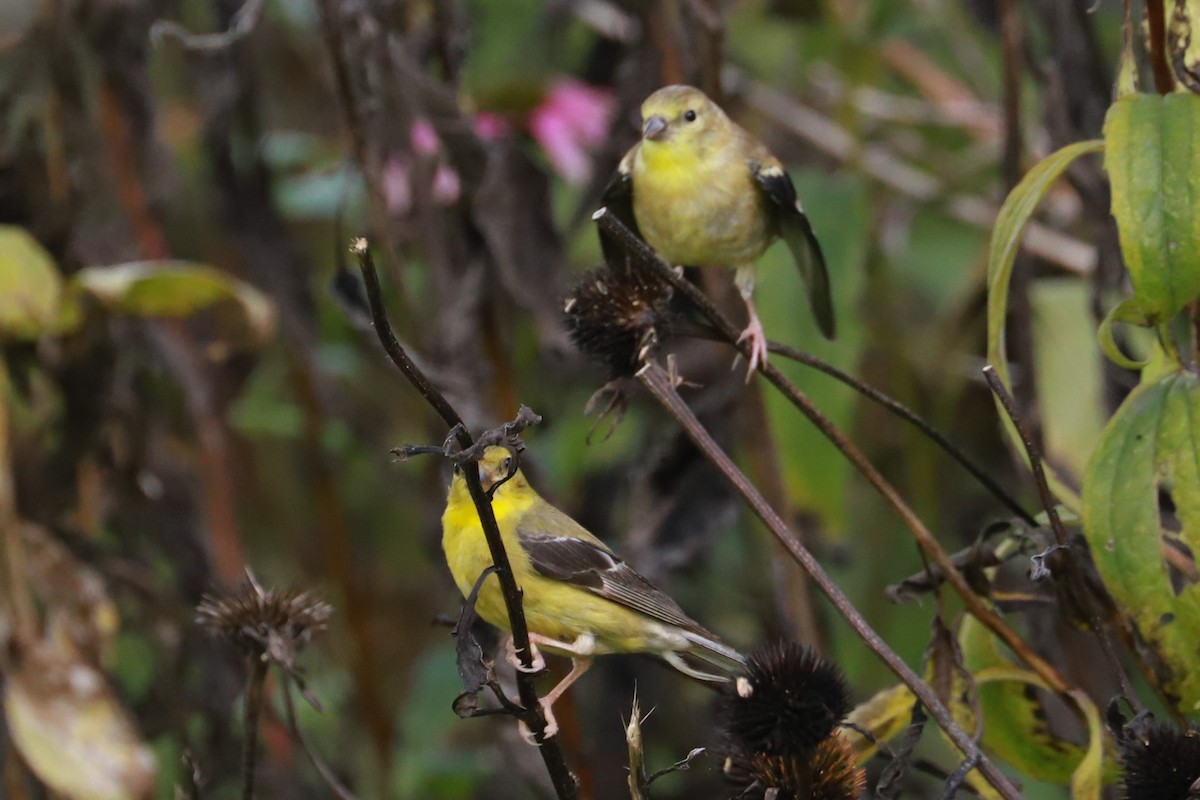 American Goldfinch - ML624517226