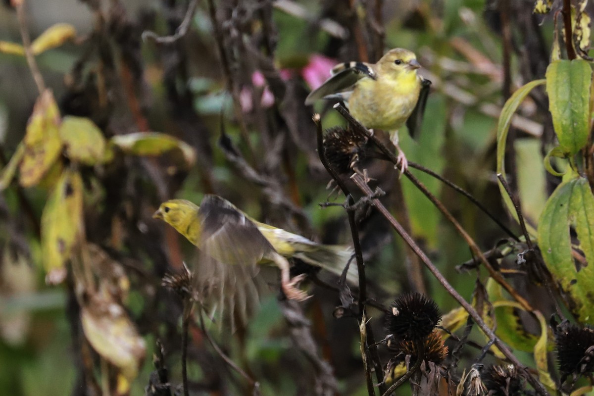 Chardonneret jaune - ML624517227