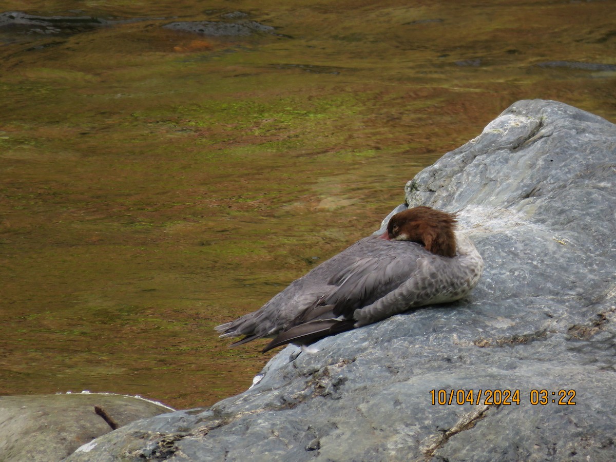 Common Merganser - ML624517285