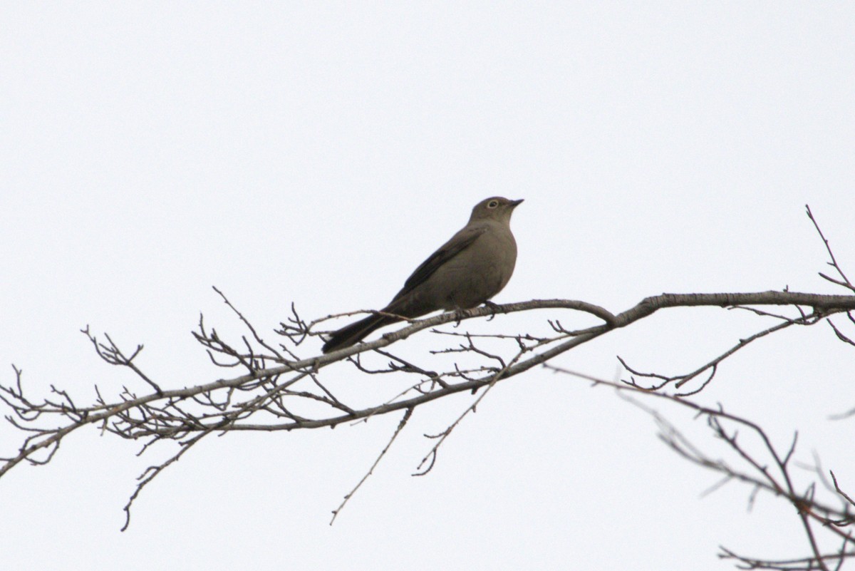 Townsend's Solitaire - ML624517293