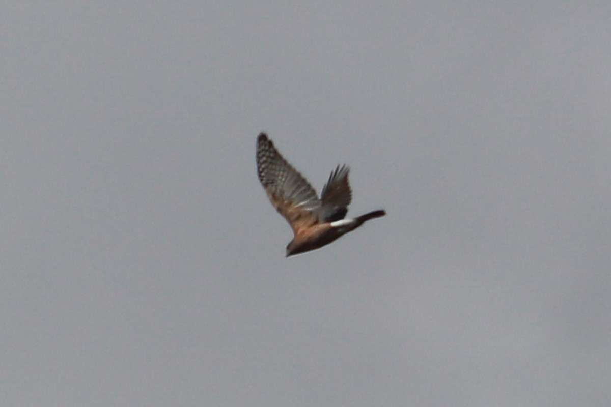 Red-shouldered Hawk - ML624517311