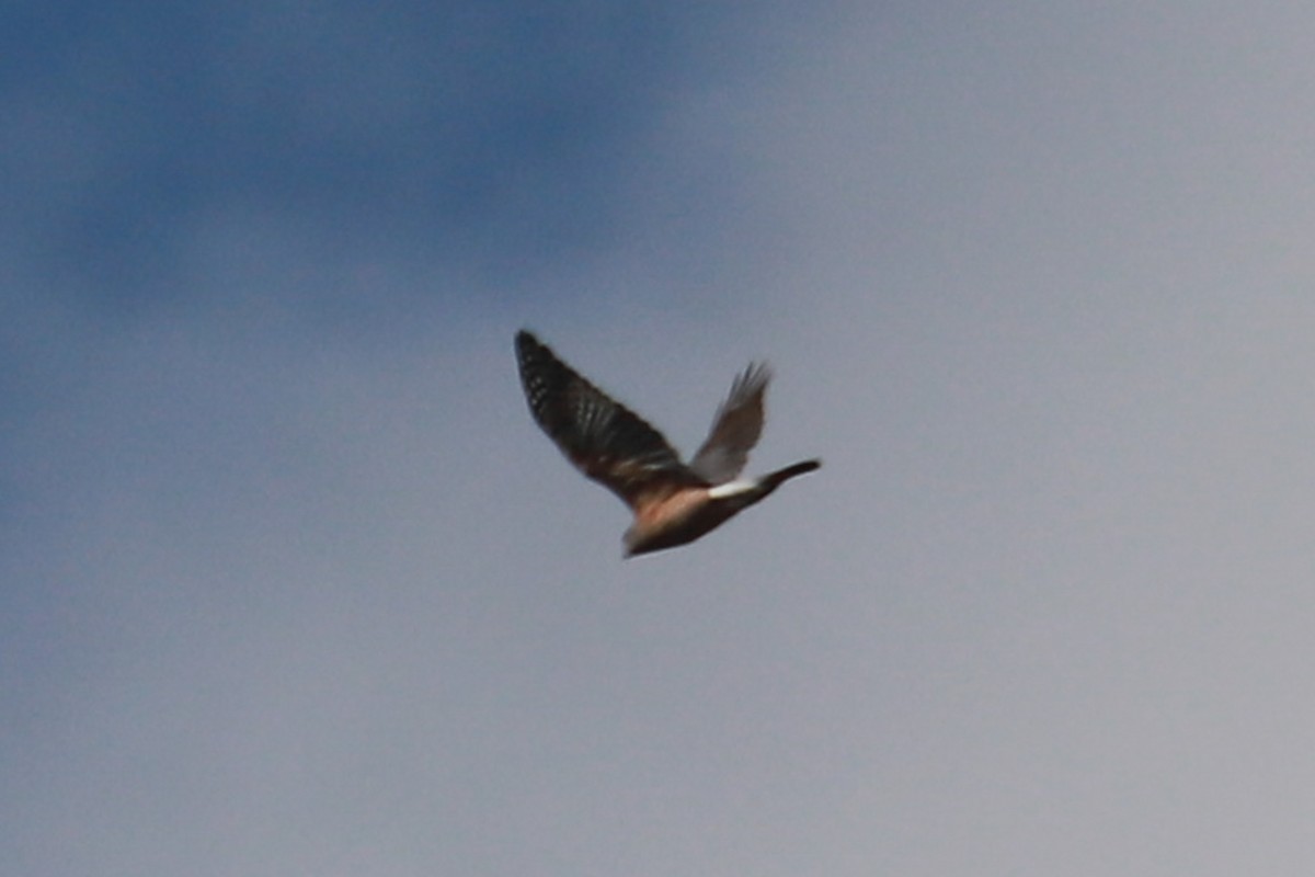 Red-shouldered Hawk - ML624517312