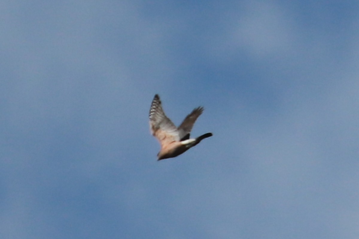 Red-shouldered Hawk - ML624517314