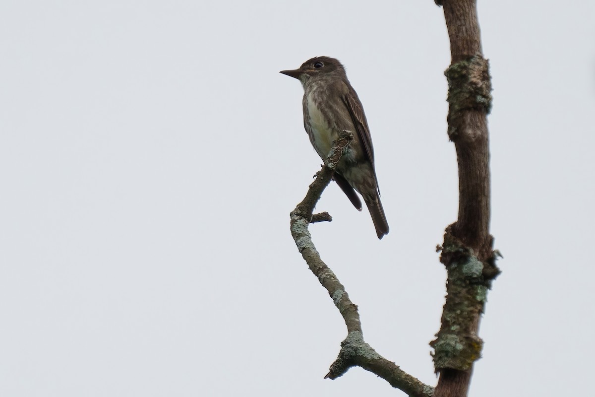 Olive-sided Flycatcher - ML624517333