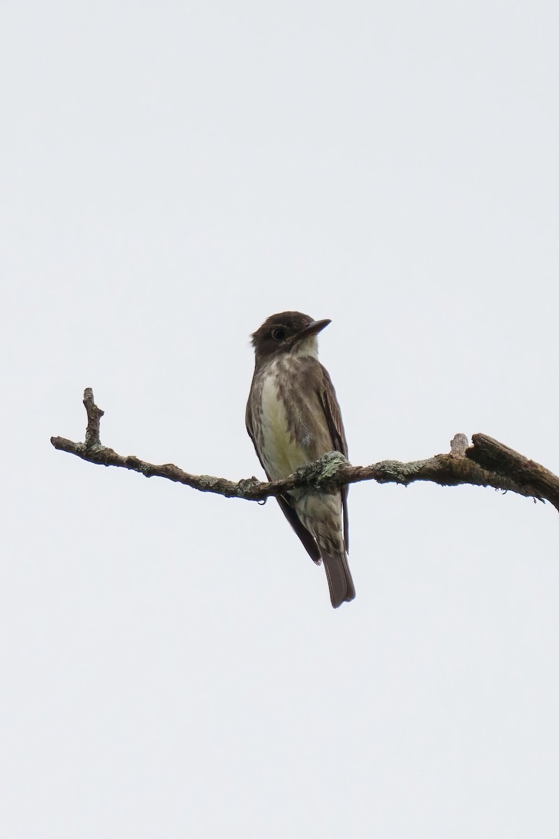 Olive-sided Flycatcher - ML624517334