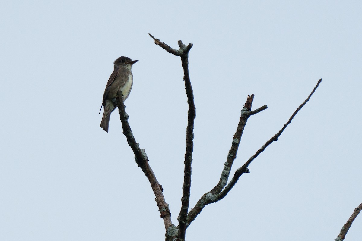 Olive-sided Flycatcher - ML624517335