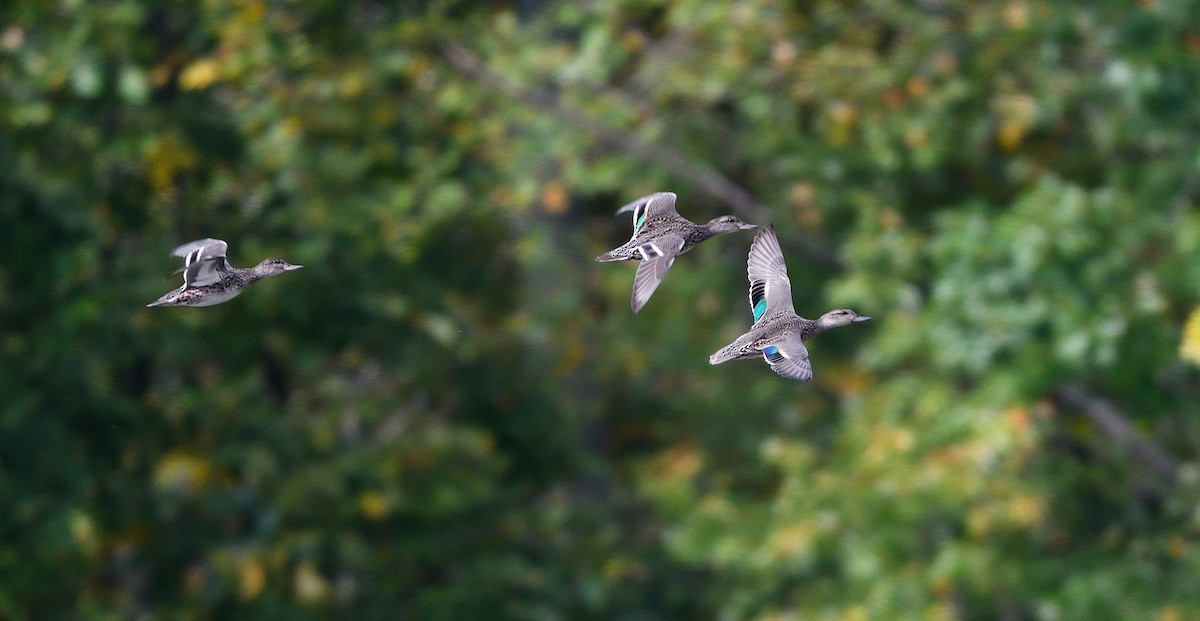 Green-winged Teal - ML624517344