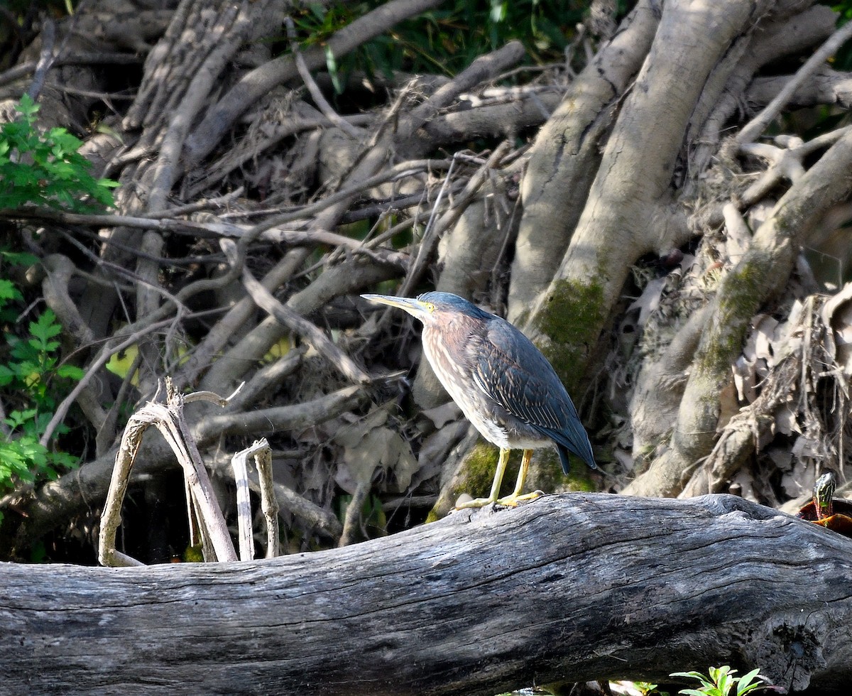 Green Heron - ML624517348