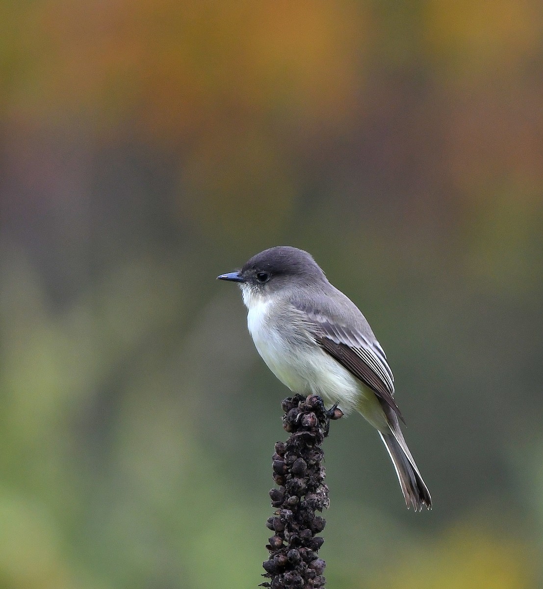 Eastern Phoebe - ML624517353