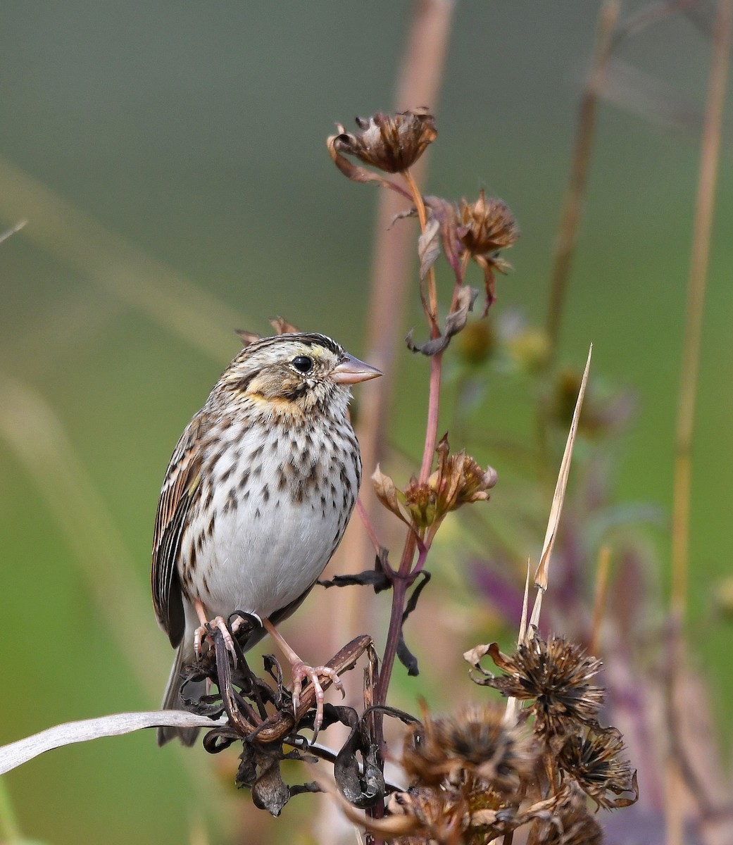 Savannah Sparrow - ML624517360