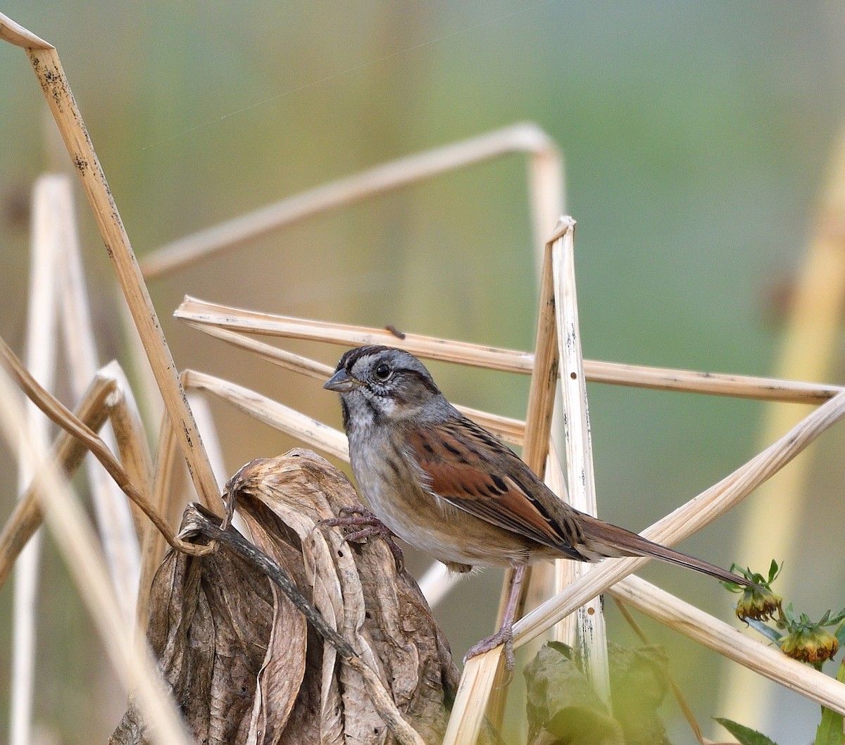 Swamp Sparrow - ML624517364