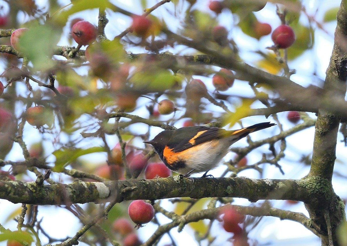 American Redstart - ML624517368