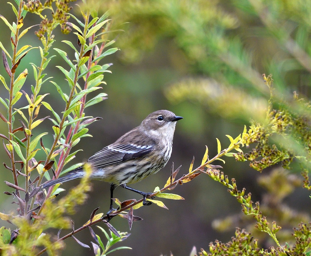 Yellow-rumped Warbler - ML624517370