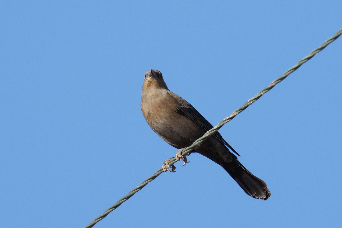 Brewer's Blackbird - ML624517568