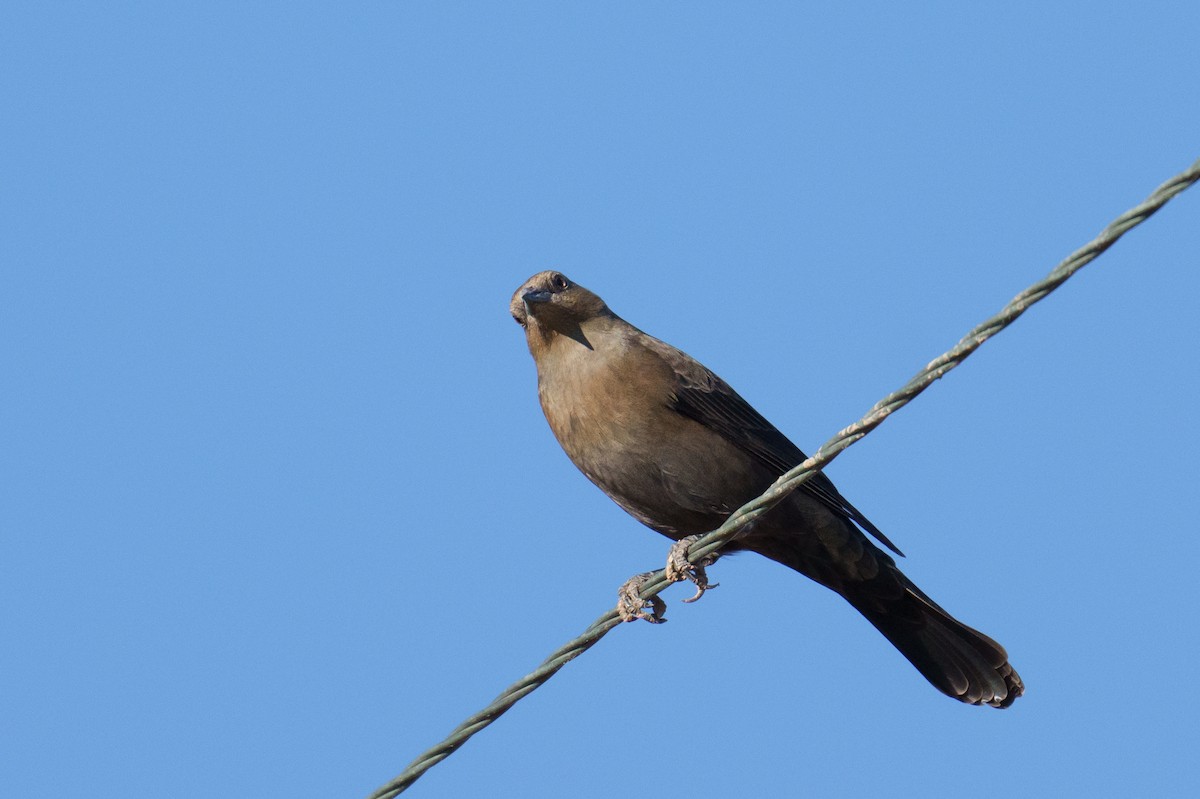 Brewer's Blackbird - ML624517569