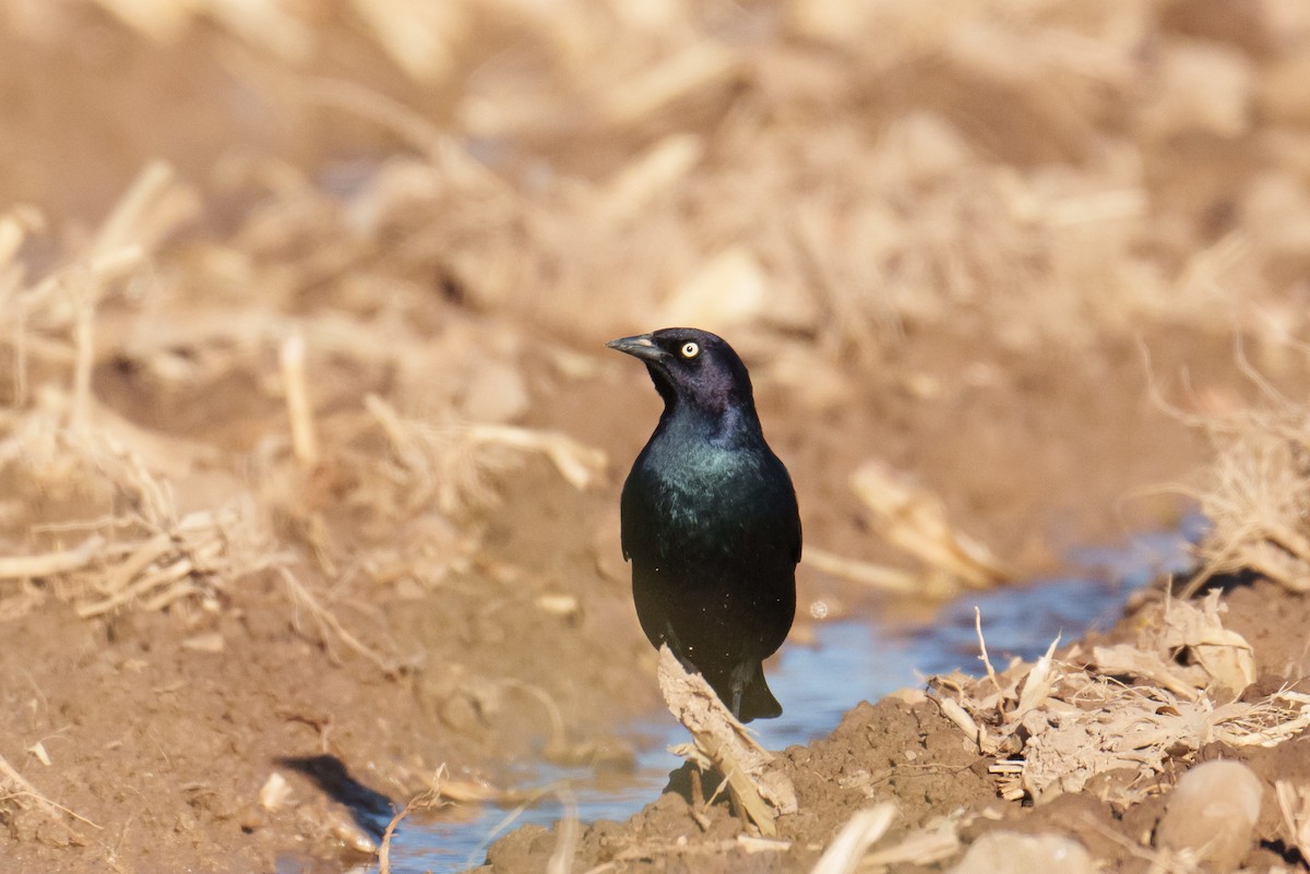 Brewer's Blackbird - ML624517570