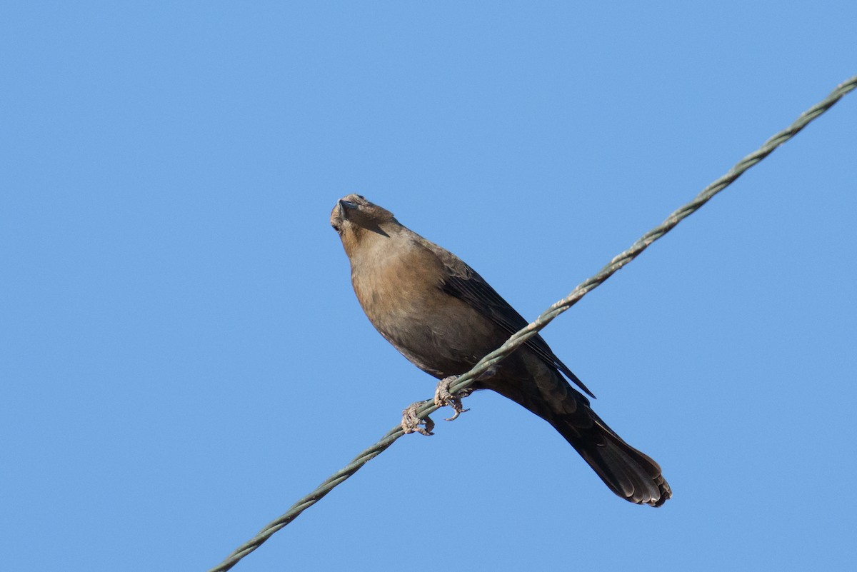 Brewer's Blackbird - ML624517571