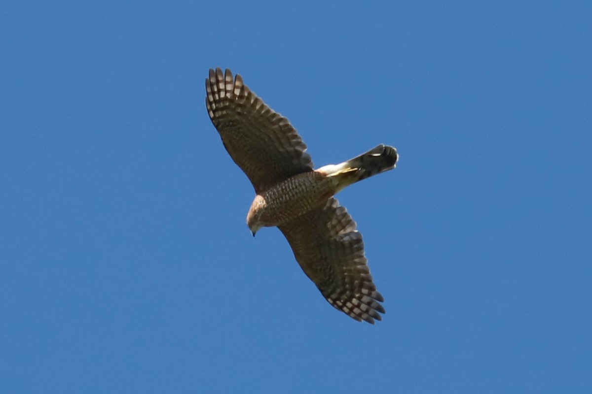 Cooper's Hawk - ML624517577