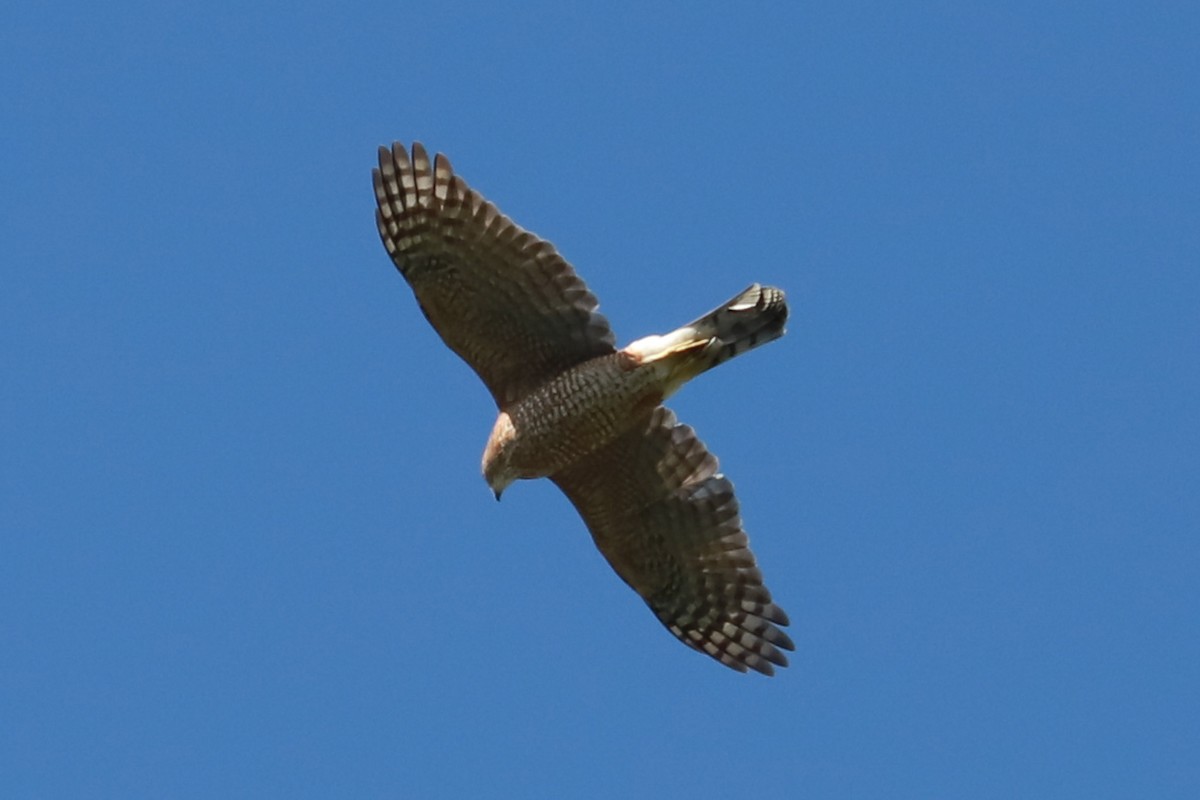 Cooper's Hawk - ML624517578