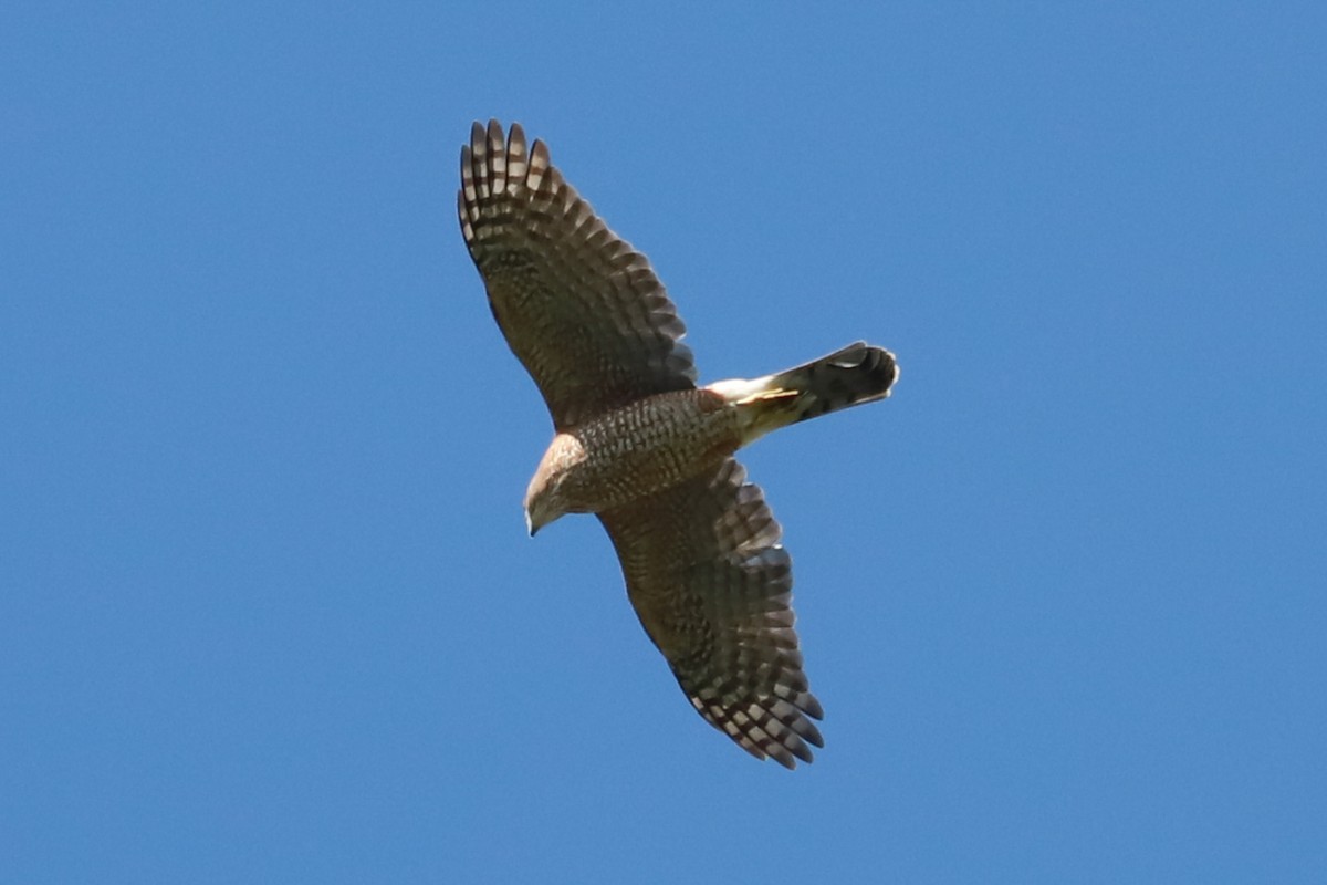 Cooper's Hawk - ML624517579