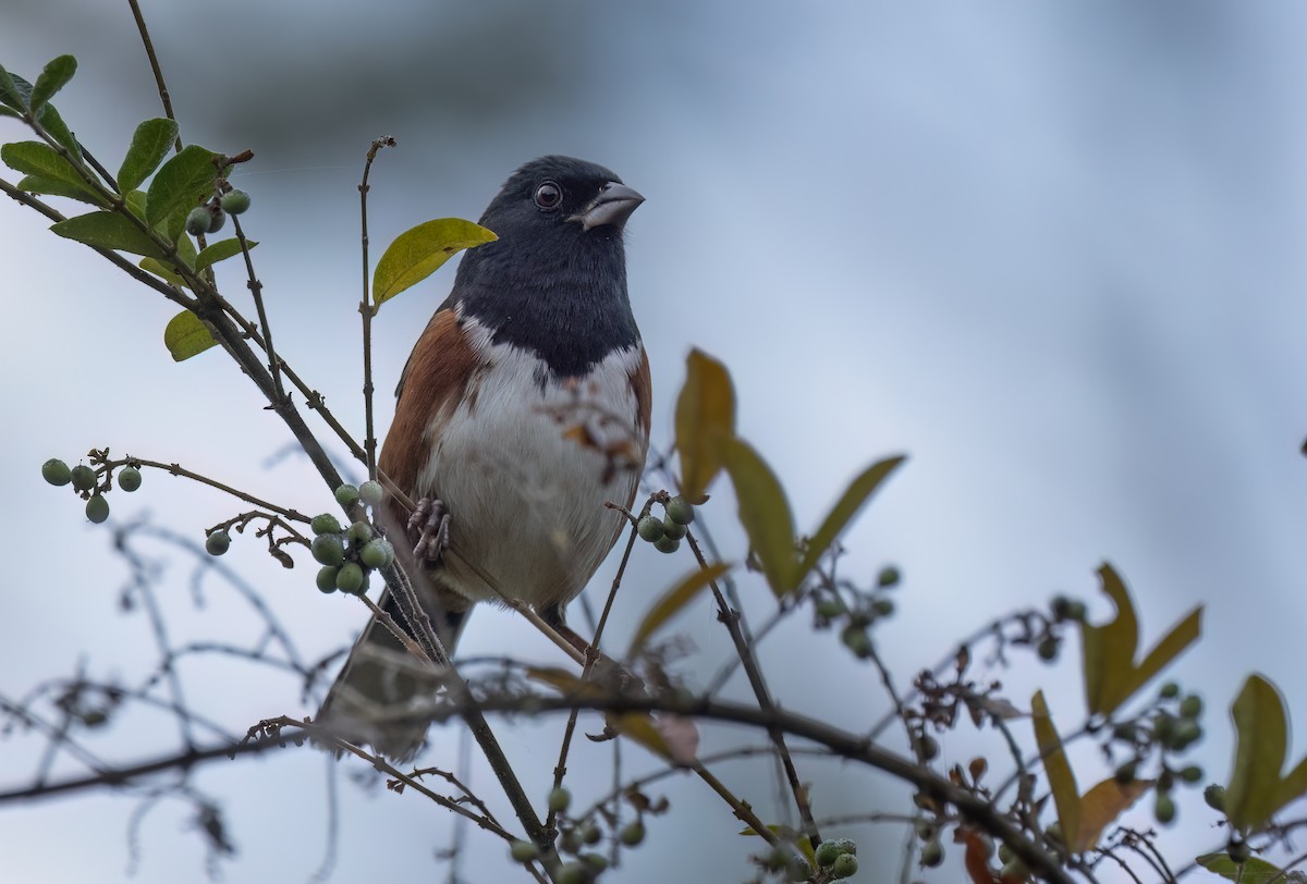 Eastern Towhee - ML624517591