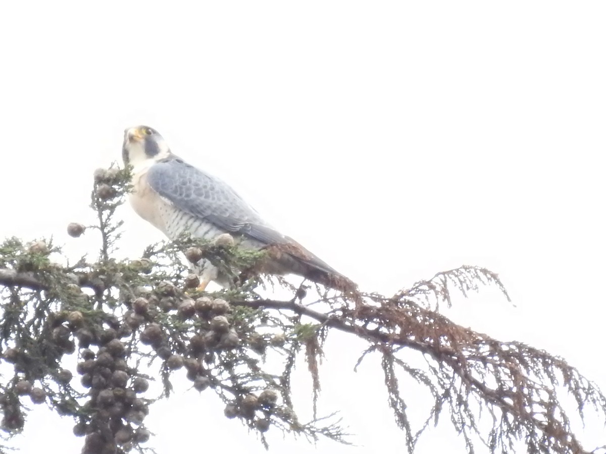 Halcón Peregrino - ML624517598