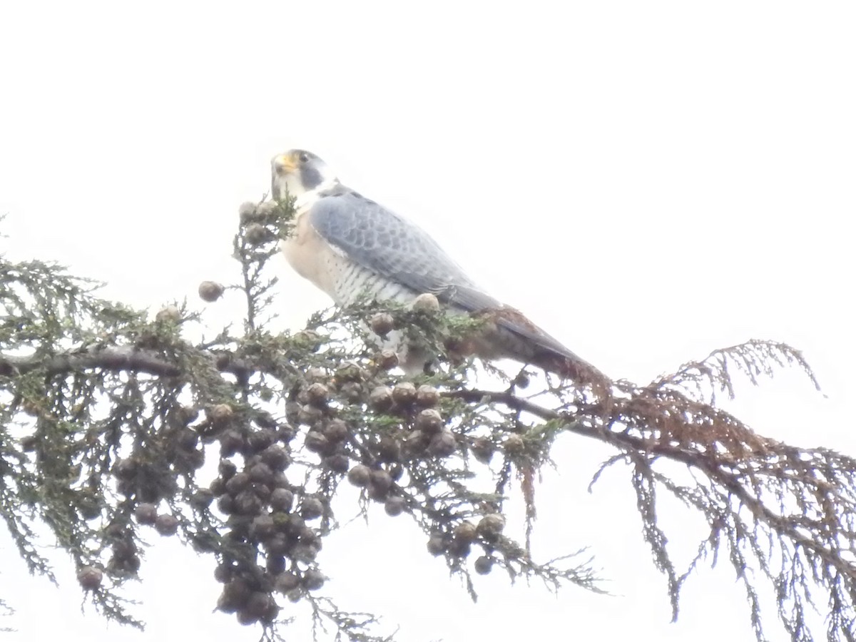 Halcón Peregrino - ML624517599