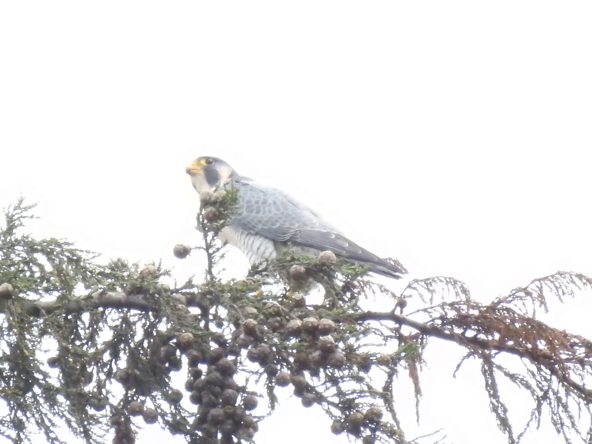 Halcón Peregrino - ML624517601