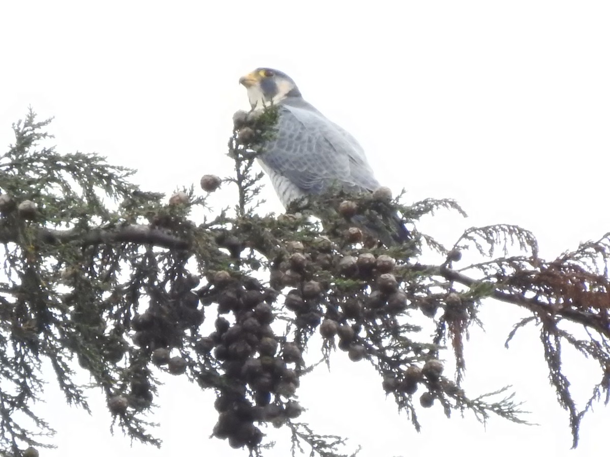 Halcón Peregrino - ML624517602