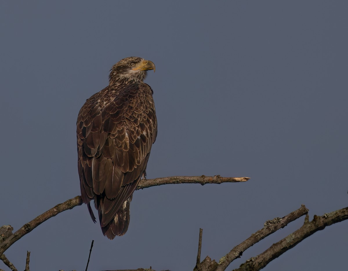 Weißkopf-Seeadler - ML624517613