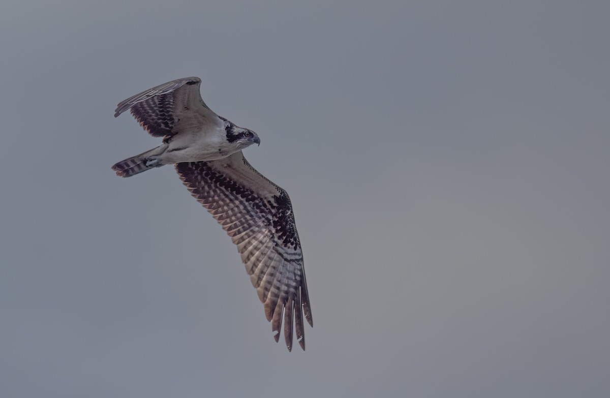 Osprey - ML624517630